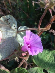 Ipomoea ficifolia