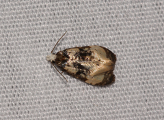 Phalonidia memoranda