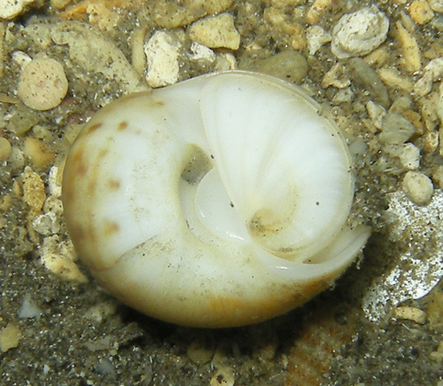 Notocochlis gualteriana observed 2016-04-19