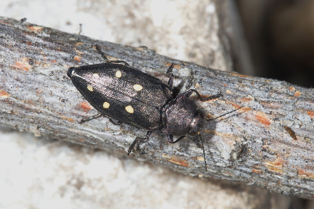 Phaenops guttulata