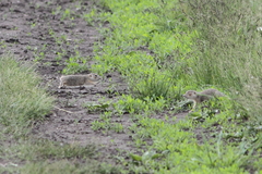 Spermophilus erythrogenys