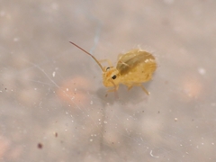 Sminthurus maculatus