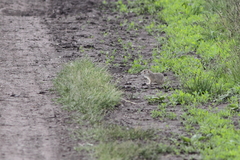 Spermophilus erythrogenys
