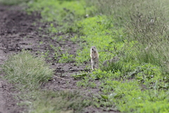 Spermophilus erythrogenys