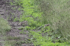 Spermophilus erythrogenys