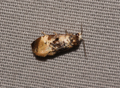 Phalonidia memoranda