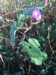 Ipomoea ficifolia