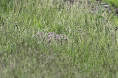 Spermophilus erythrogenys