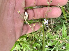 Chaetopappa asteroides