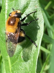 Volucella bombylans