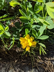 Thermopsis montana