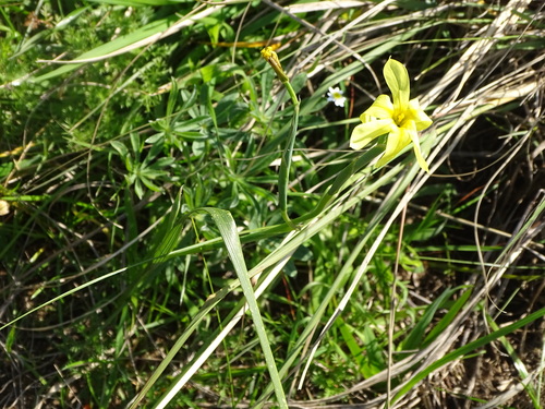 Image of Moraea collina by (c) Shaun Swanepoel, some rights reserved (CC BY)
