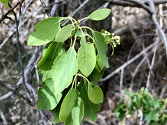 Santalum ellipticum