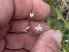 Chaetopappa asteroides