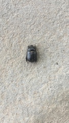 Pentodon bidens punctatus