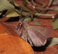 Drepanogynis asteiochlora