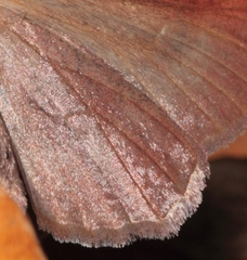 Drepanogynis asteiochlora