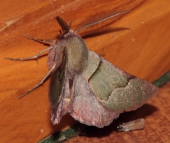 Drepanogynis asteiochlora