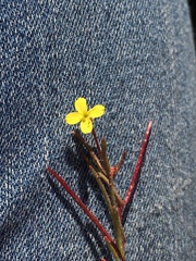 Camissonia contorta