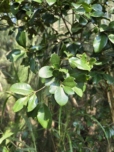 Syzygium buxifolium