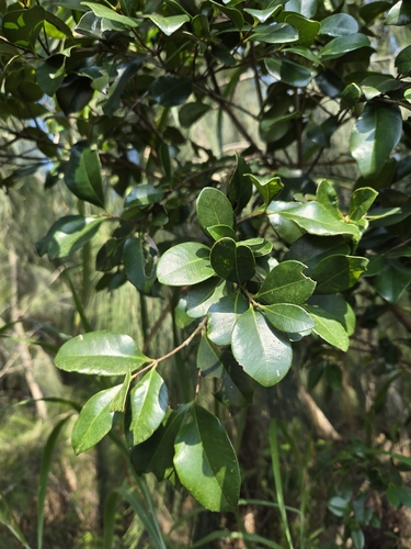 Syzygium buxifolium