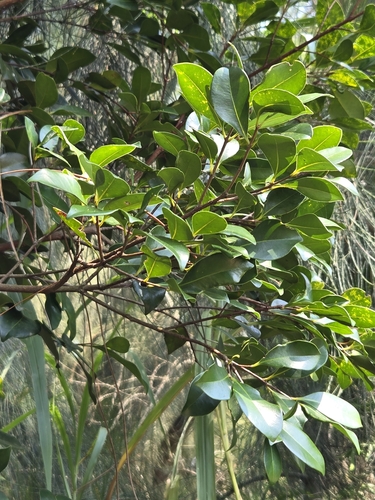 Syzygium buxifolium