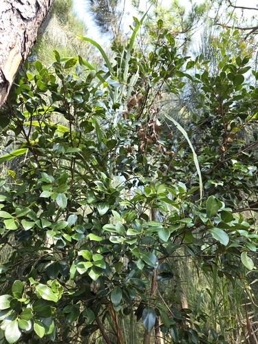 Syzygium buxifolium