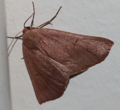 Drepanogynis cnephaeogramma