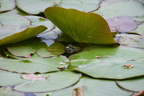 Pelophylax esculentus