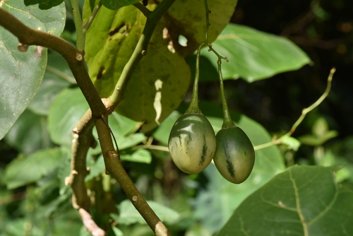 Image of Solanum betaceum by (c) Yung-Lun Lin, some rights reserved (CC BY)