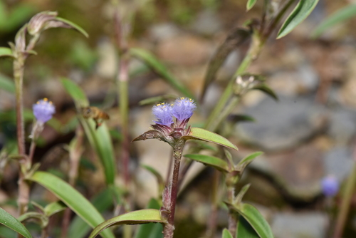 Cyanotis arachnoidea (Cyanotis arachnoidea)