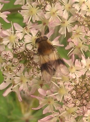 Leucozona lucorum