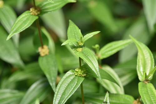Image of Gonostegia hirta by (c) Yung-Lun Lin, some rights reserved (CC BY)