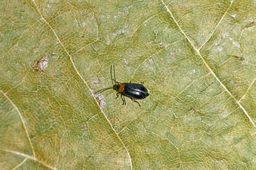 Luperus viridipennis, 2024-07-06
