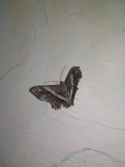 Chiasmia nora