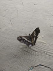 Chiasmia nora