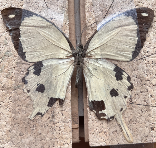 Mocker Swallowtail