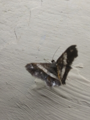 Chiasmia nora