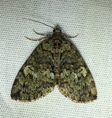 Hydriomena renunciata