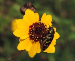 Acmaeodera mixta