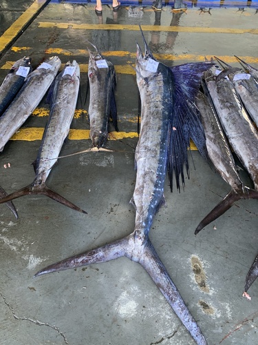 Indo-Pacific sailfish