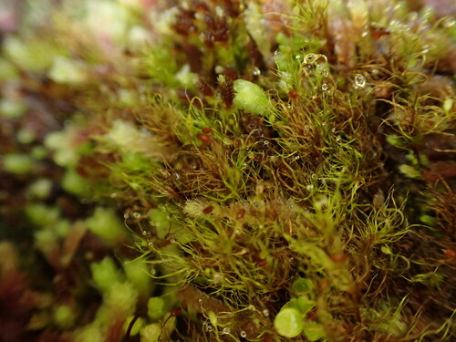 Campylopodium capillaceum observed 2024-06-17