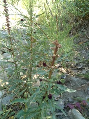 Lysimachia atropurpurea