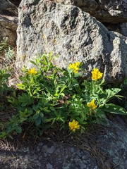 Thermopsis montana