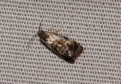 Cochylis