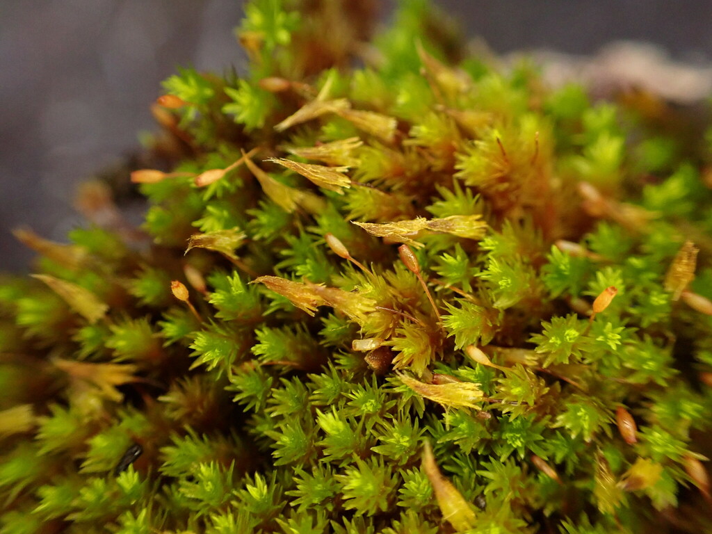 Macromitrium ligulaefolium