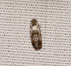 Cochylis