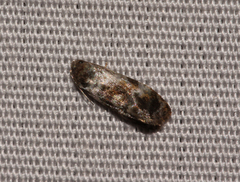 Cochylis