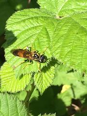Tenthredo maculata