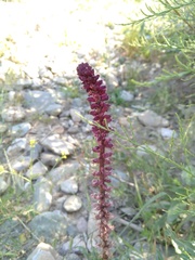 Lysimachia atropurpurea